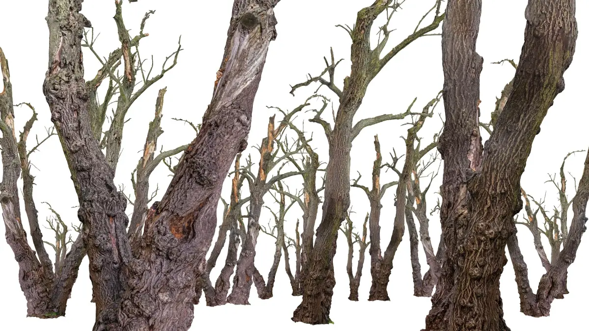 Old Forest 2 ULTRA HD 3D model