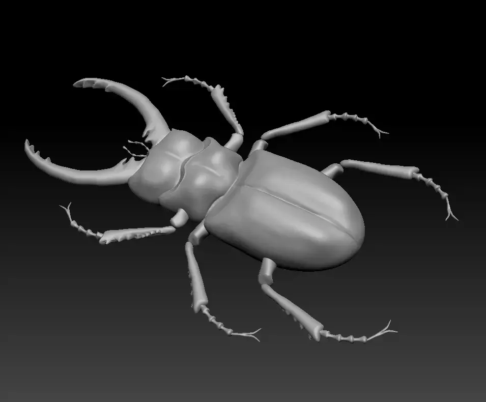 Beetle 3D model
