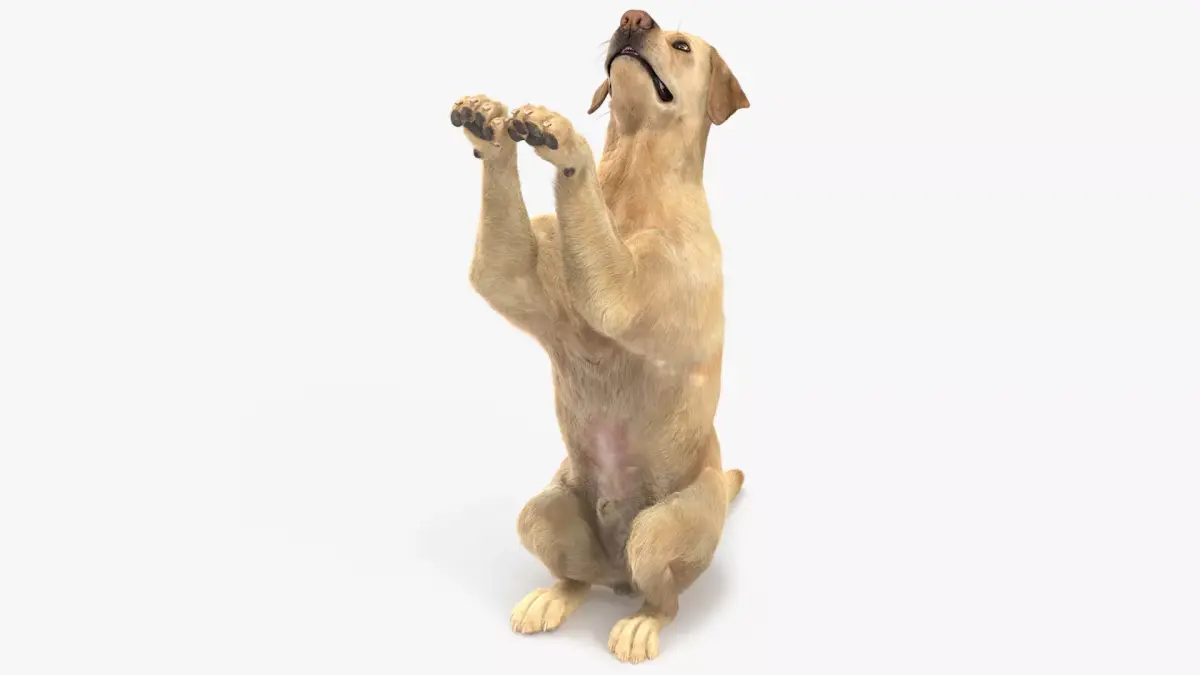 Begging White Labrador Dog Pose Fur Animated Rigged for Maya 3D model purchase