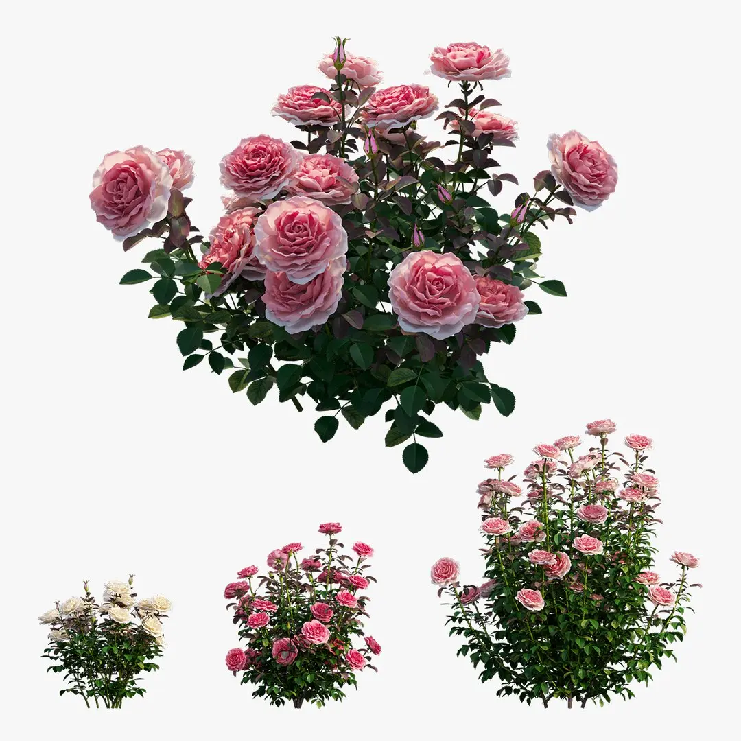 Rose plant set 211 3D model