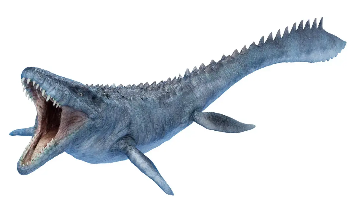 Mosasaurus 3D model