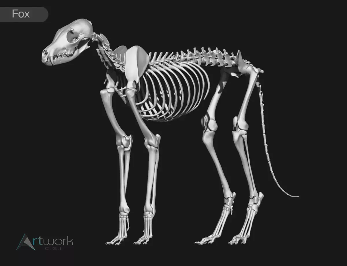 Fox skeleton 3D model