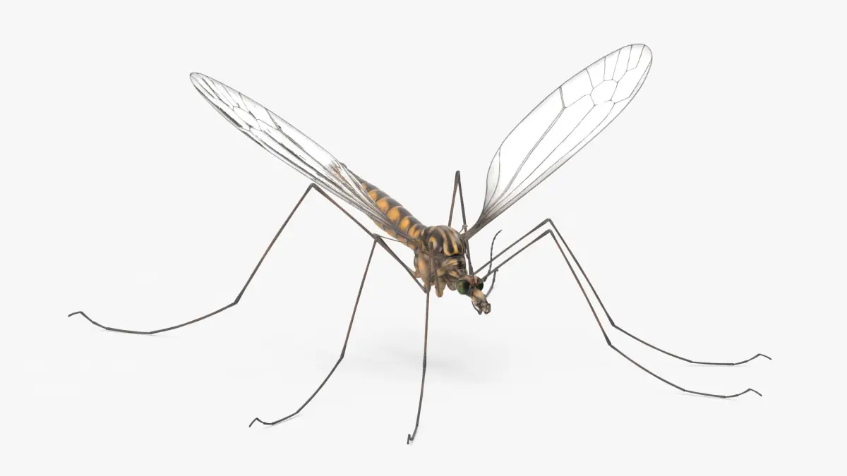 Mosquito Hawk Crane Fly Gollywhopper 3D model