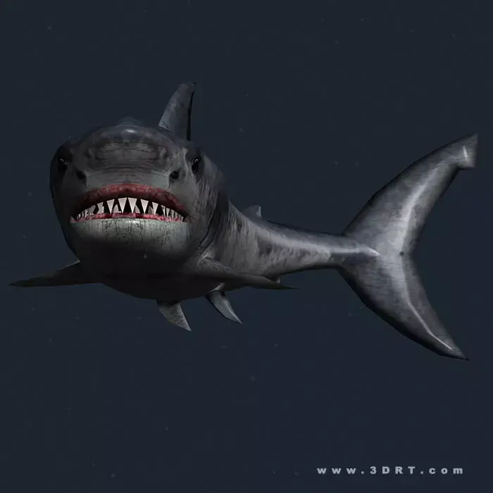 3DRT - Sealife - Shark Low-poly 3D model