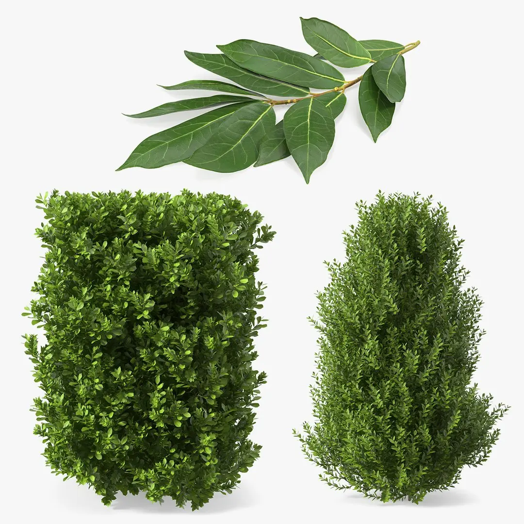 Laurus Collection 3D model