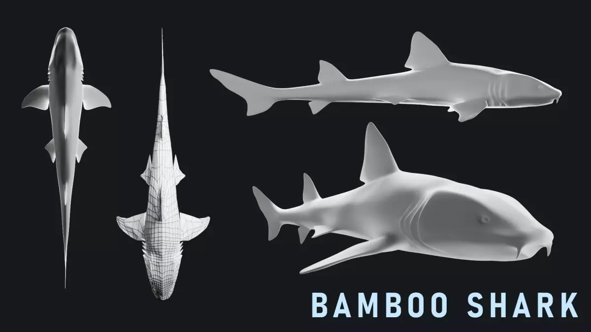 Bamboo Shark Base Mesh Low-poly 3D model