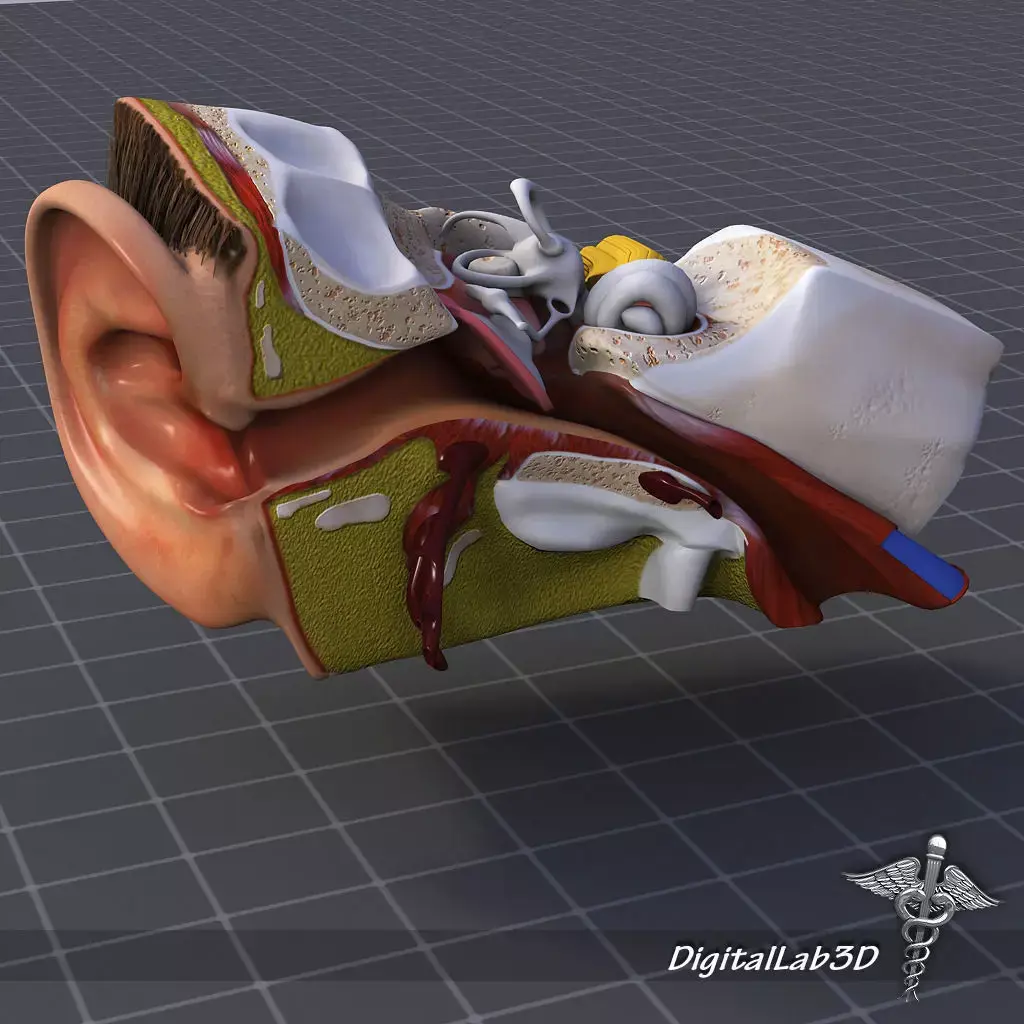 Ear Anatomy 3D model