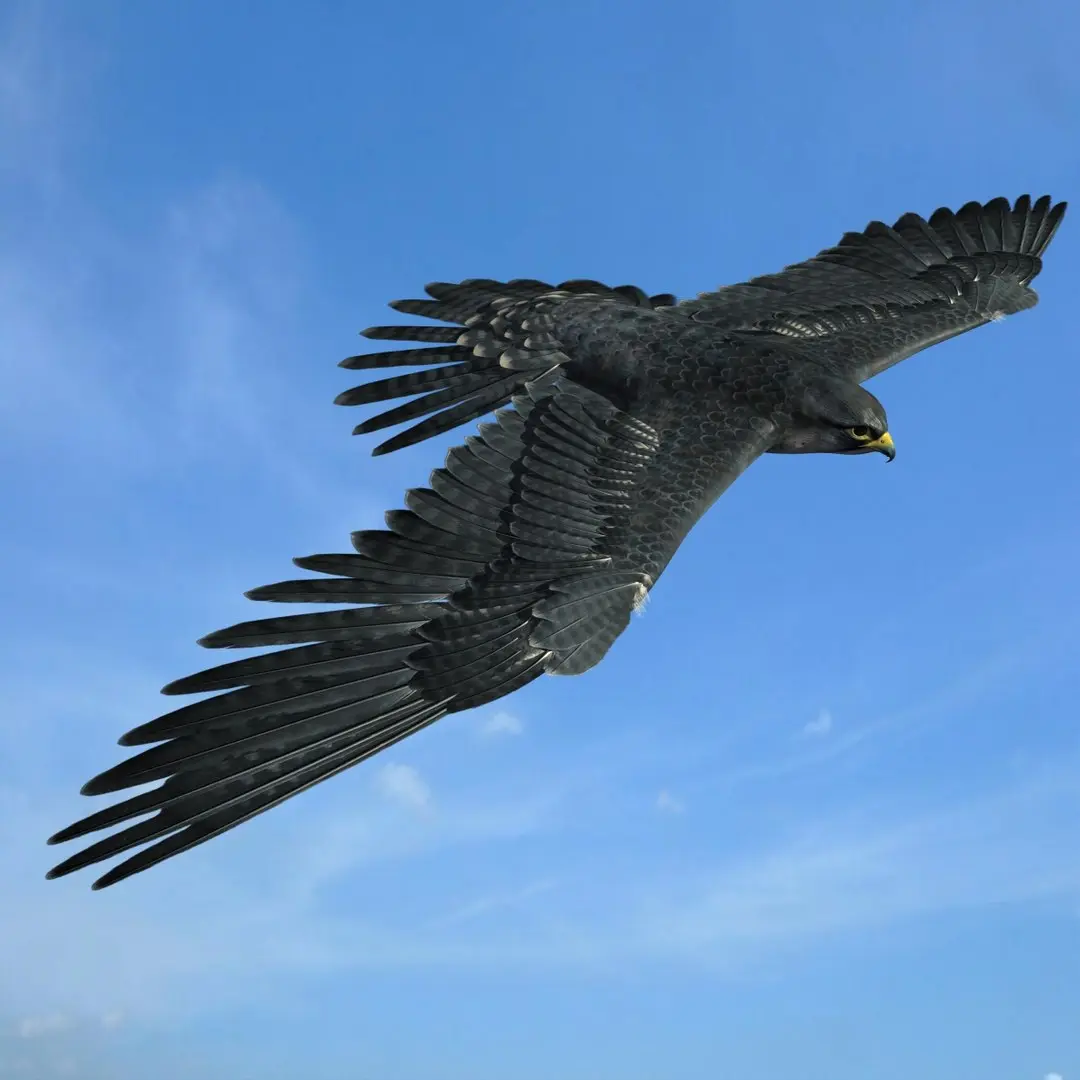 Peregrine Falcon 3D model purchase