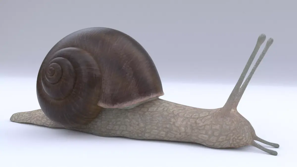 Snail Low-poly 3D model shop