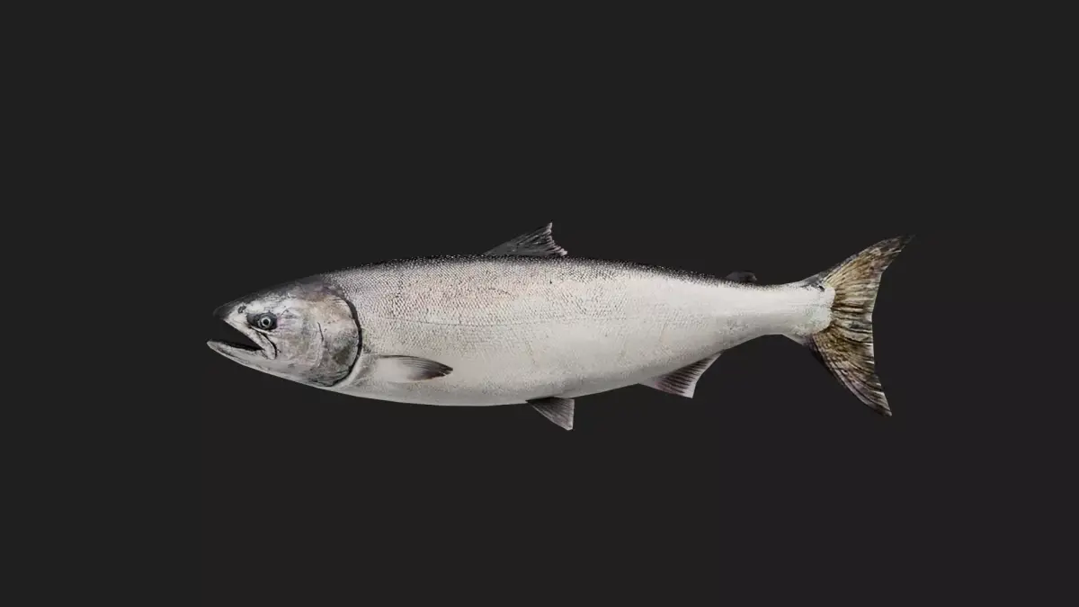 Trout Low-poly 3D model order