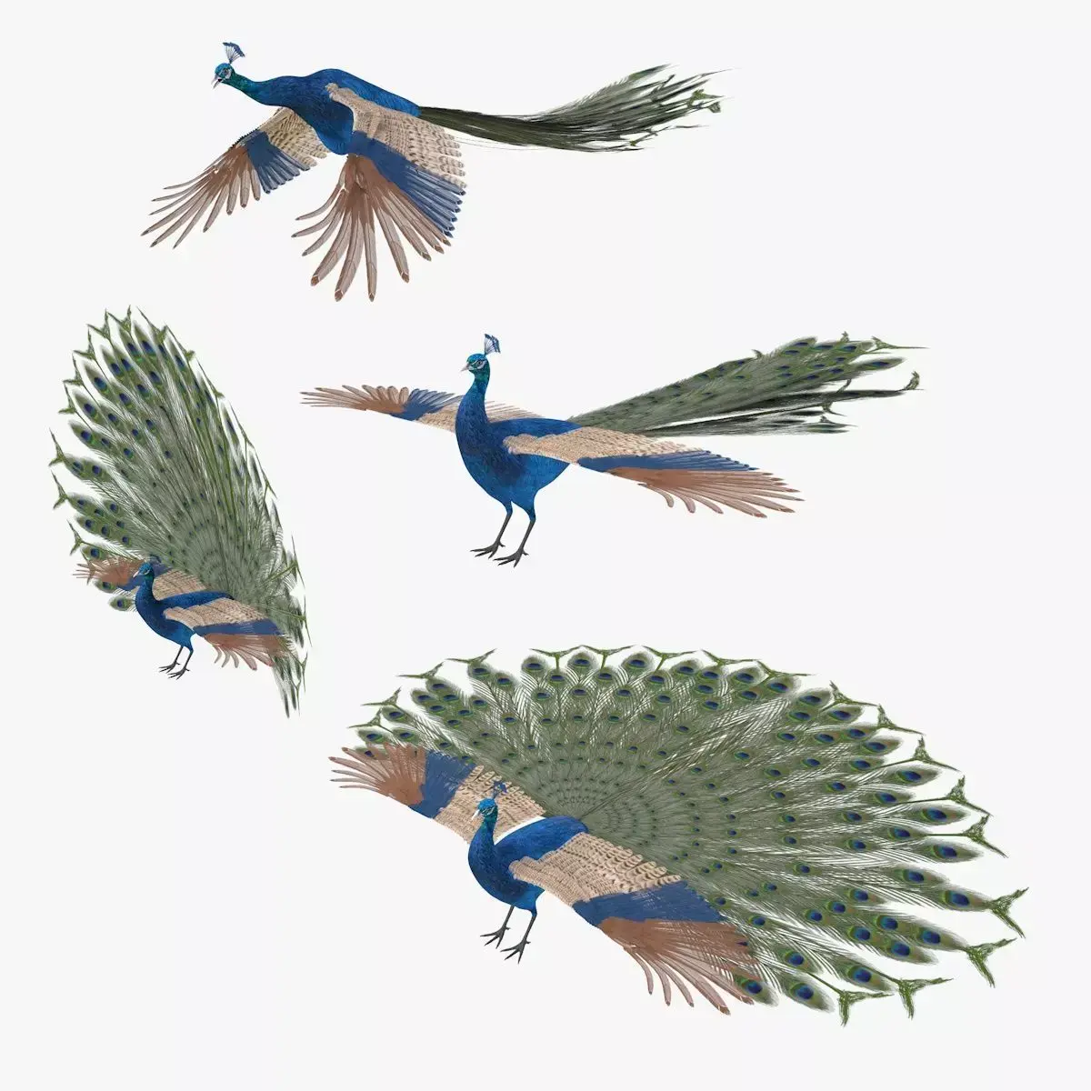 Peacock peafowl bird rigged 3d model Low-poly 3D model