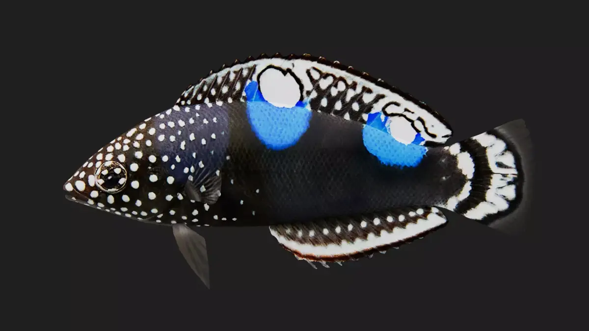 Wrasse Low-poly 3D model 8