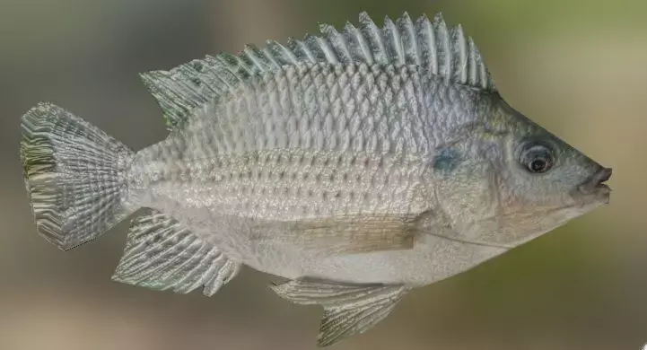 Ikan Nila 3D model