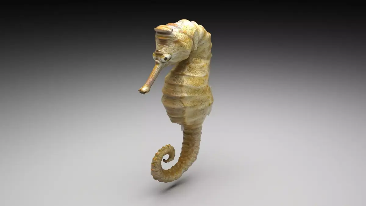 Seahorse 3D model buy