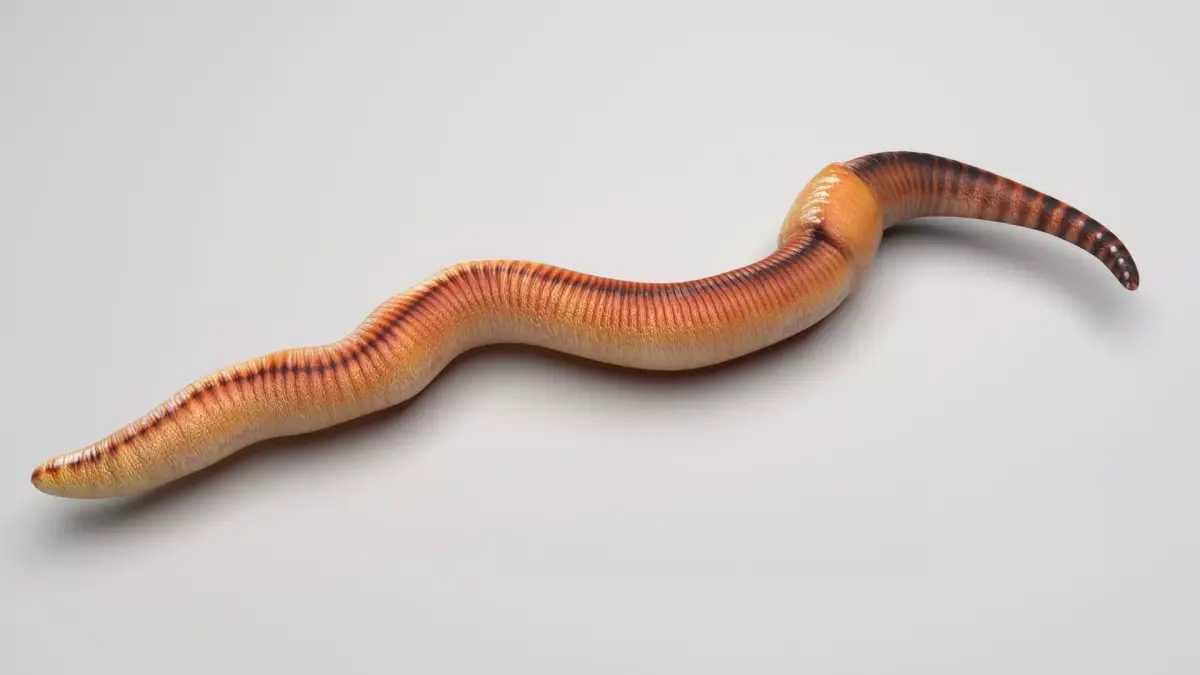 Earthworm 3D model shop