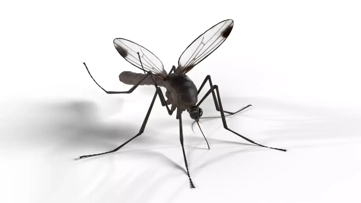 Realistic Mosquito 3D model