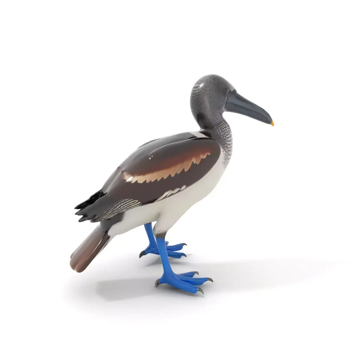Booby Bird Colorful model pack Low-poly 3D model