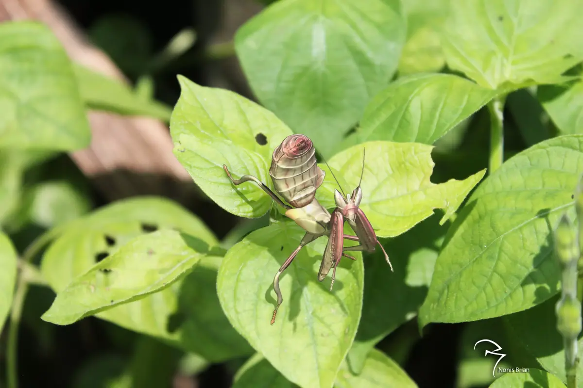  Orchid Mantis Nymph 3D model