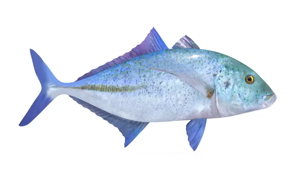 Trevally Fish 3D model buy