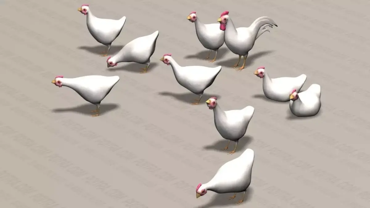 Chicken Ranch - Rooster and 9 Posed Hens - White  -  3D model