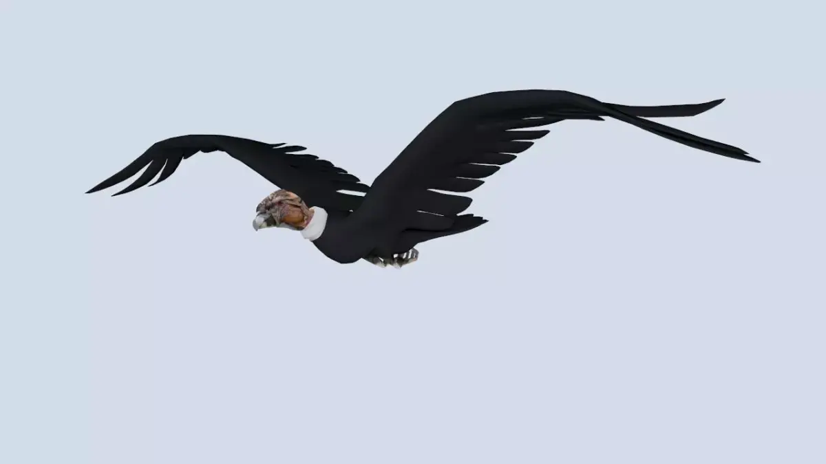Animated Rigged Condor Low-poly 3D model