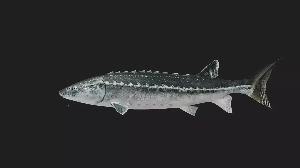 Sturgeon Low-poly 3D model
