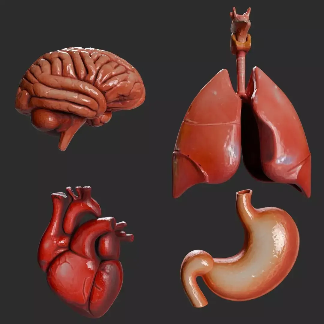 Human Internal Organs 3D model purchase