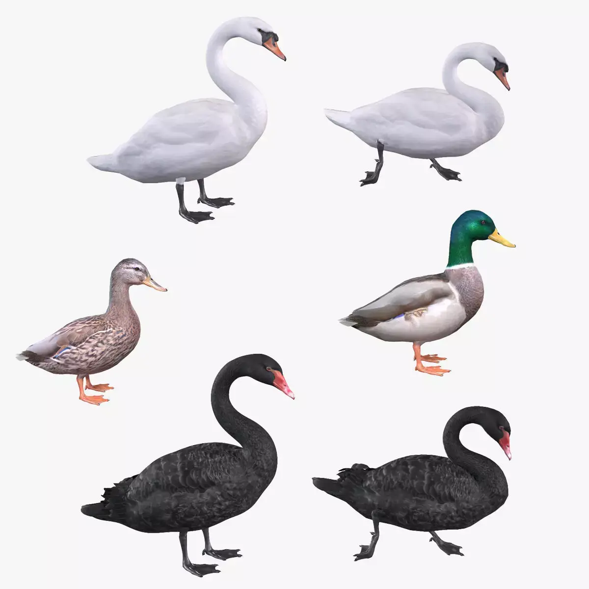 Waterfowl Collection two swans 3D model