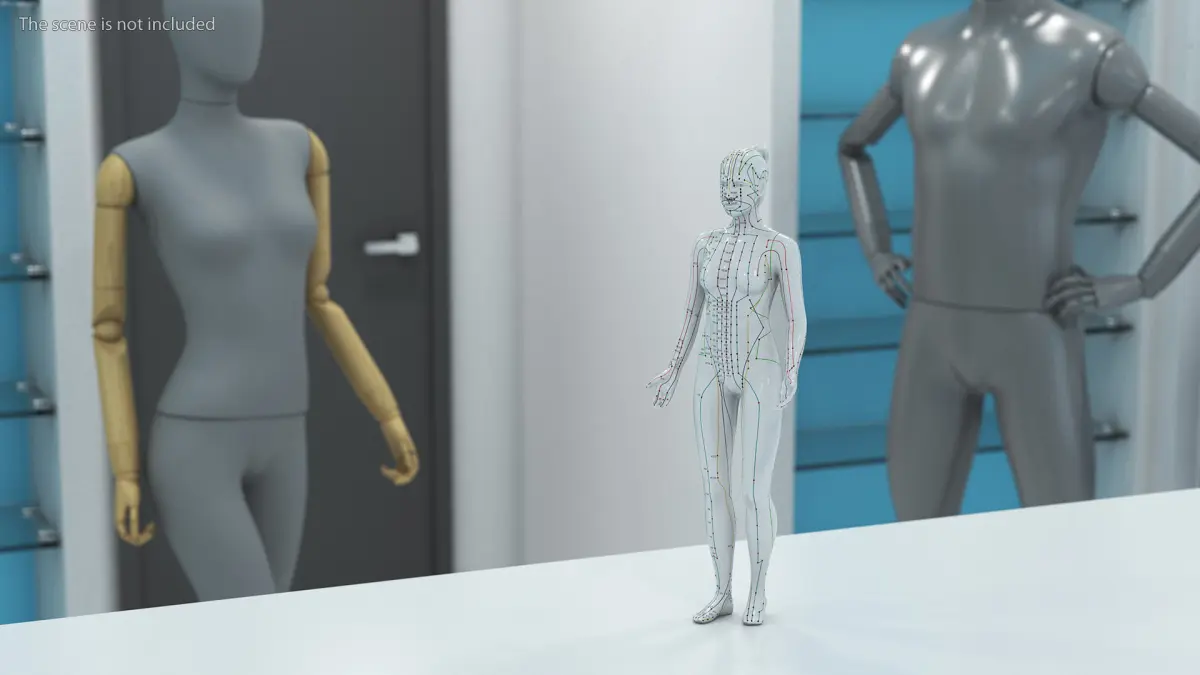 Female Acupuncture Mannequin 3D model