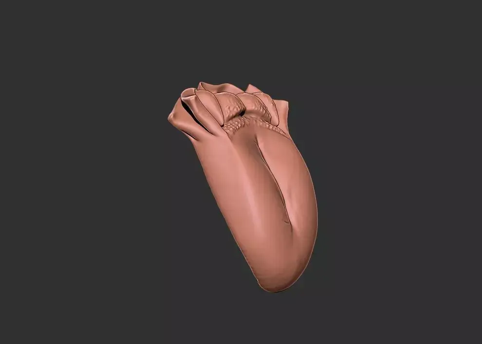 tongue human anatomy organ 3D print model