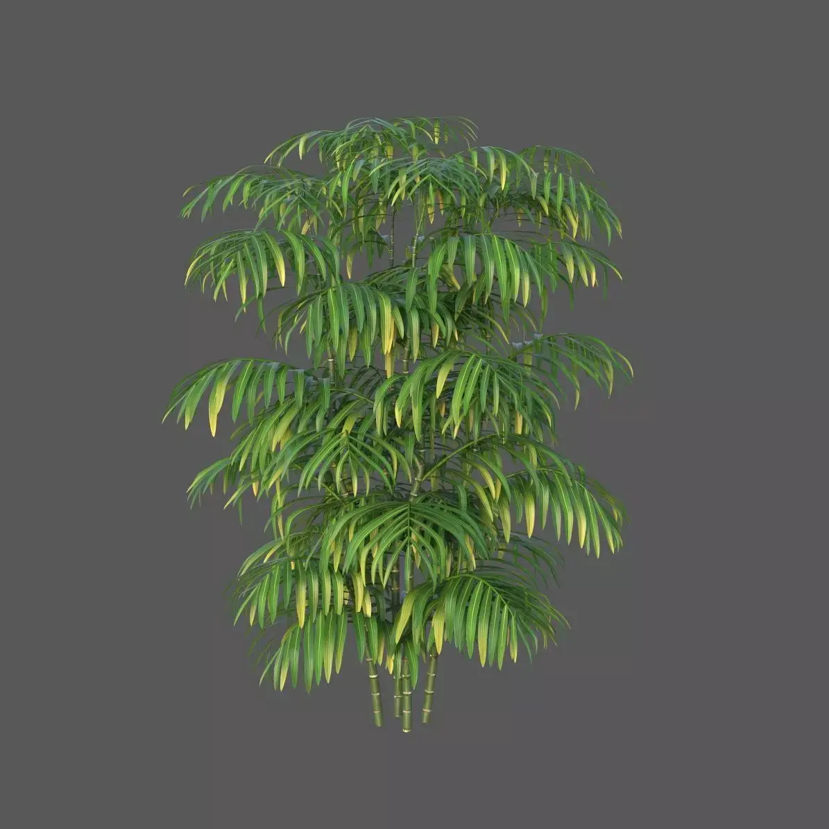 XfrogPlants Butterfly Palm - Dypsis Lutescens 3D model