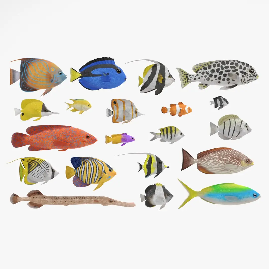 Tropical Fishes Collection 3D model