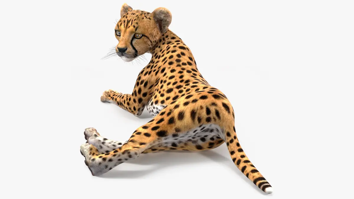 Cheetah Cub Lying Pose 3D model