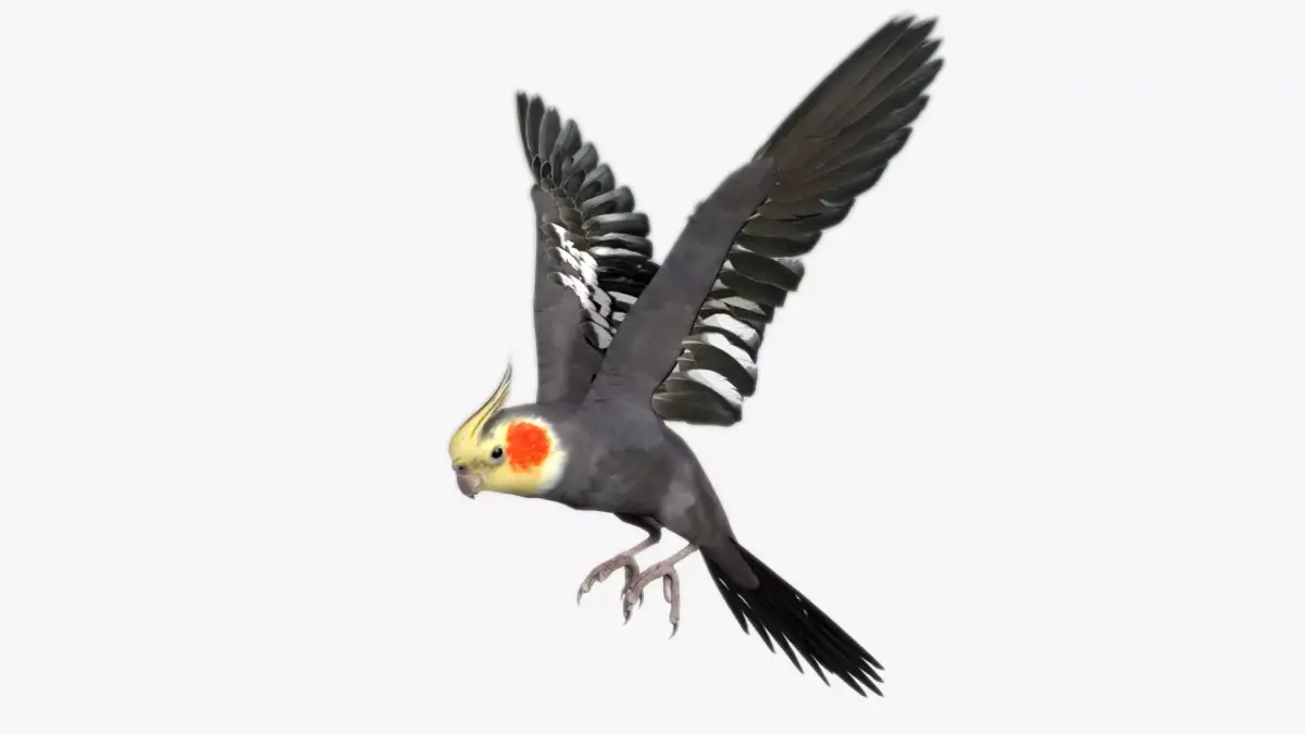 Cockatiel bird Low-poly 3D model