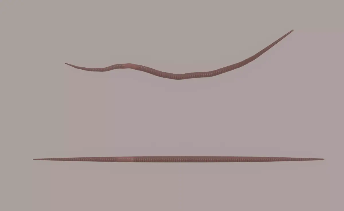 Worm model 3D model