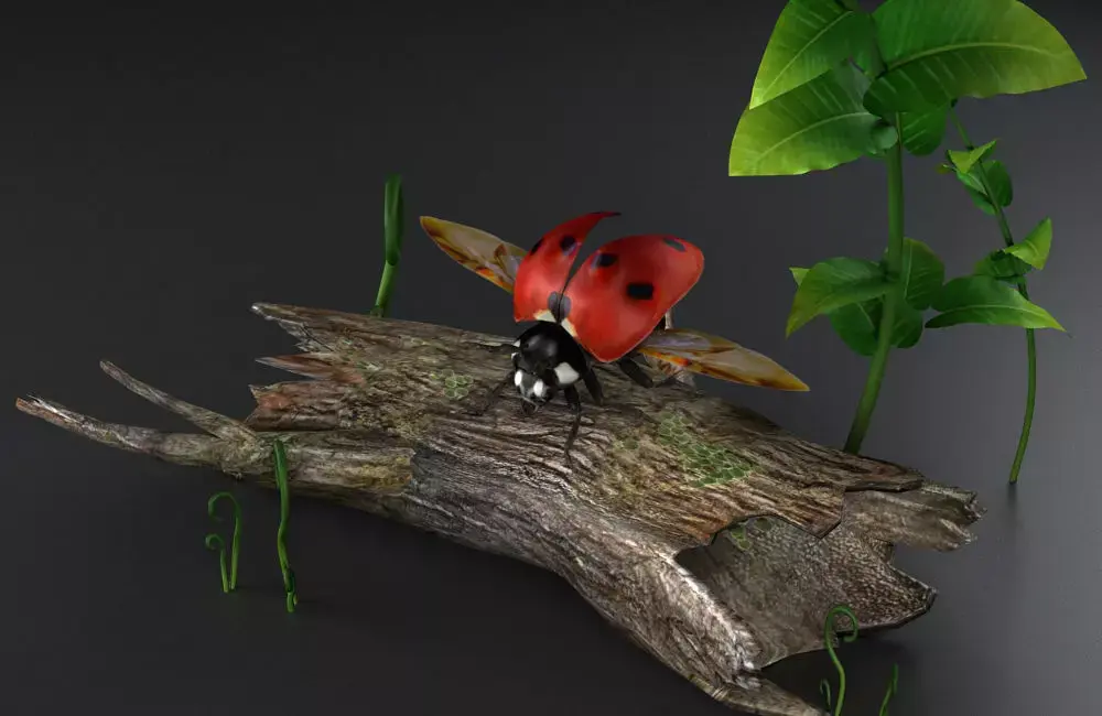 NSECTS ladybugs lady flowers beetles 3D model