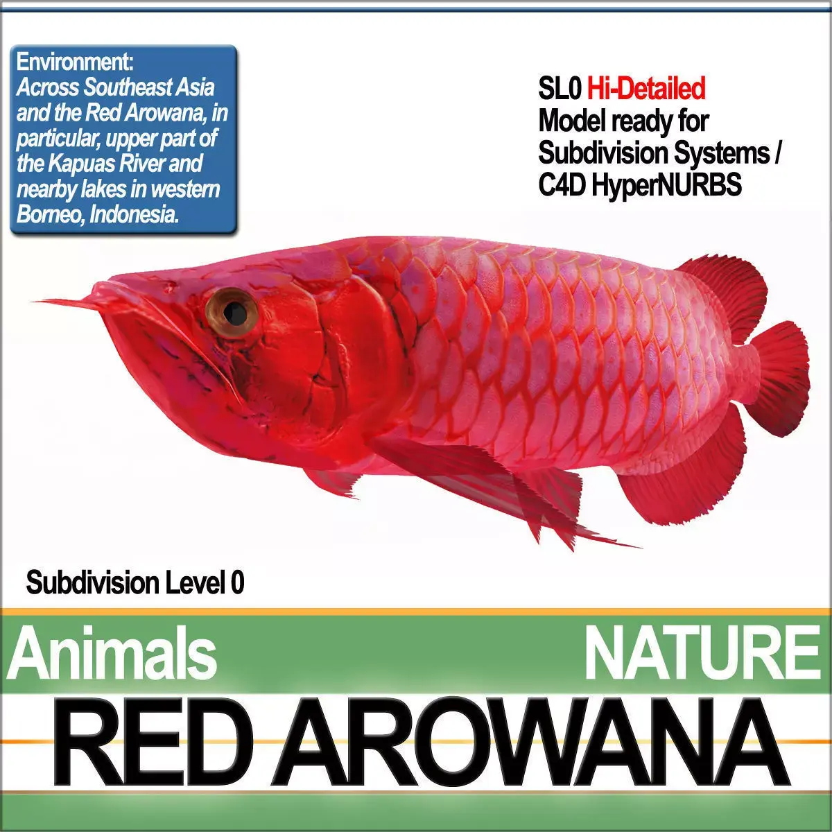 Red Arowana 3D model purchase