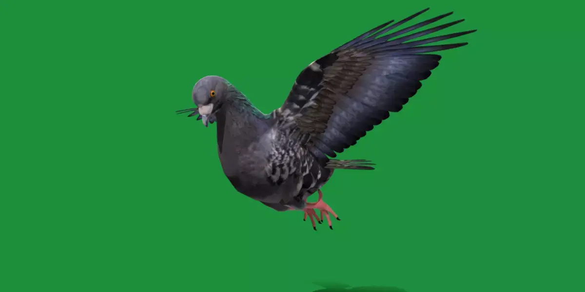 Pigeon Bird Breed 3D model