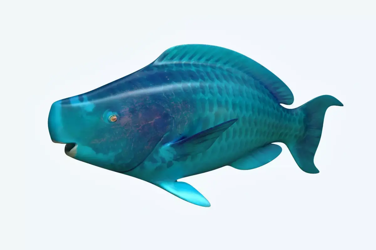 Parrotfish parrot fish 3D model