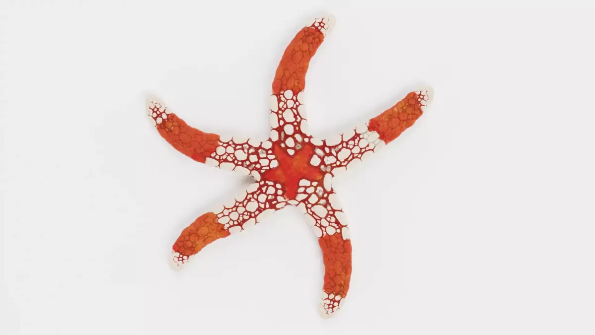 -Necklace Starfish V2 Rigged- 3D model