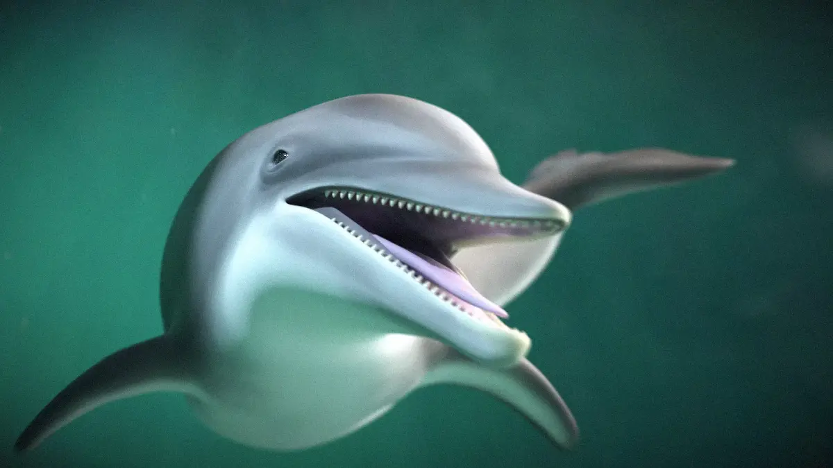 Bottlenose Dolphin 3D Model Version 2 00 Free low-poly 3D model purchase