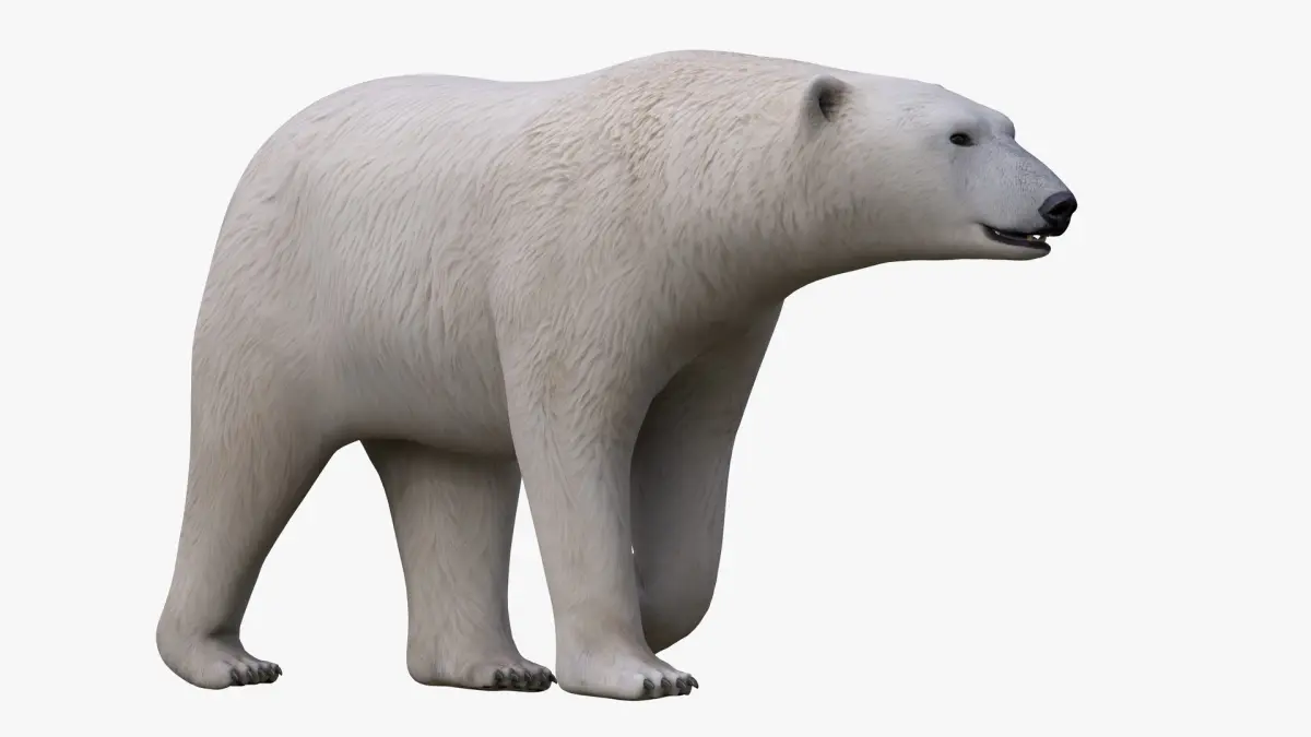 Polar Bear NO FUR 3D model