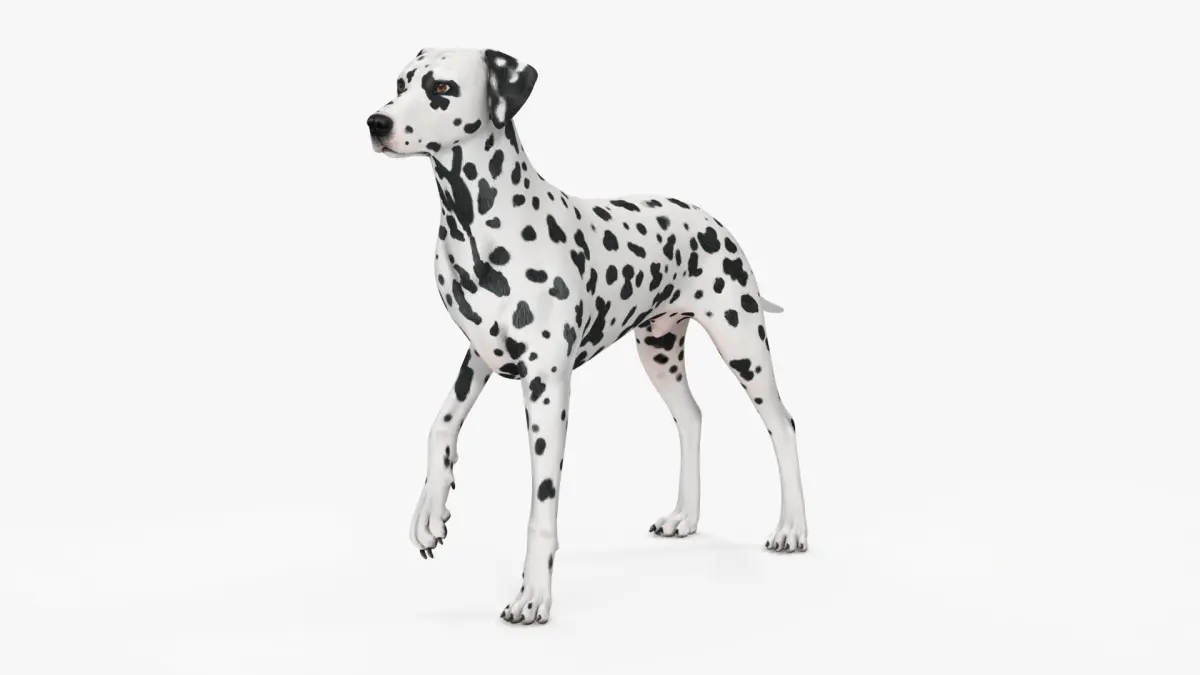 Spotted Dalmatian Dog Rigged for Maya 3D model