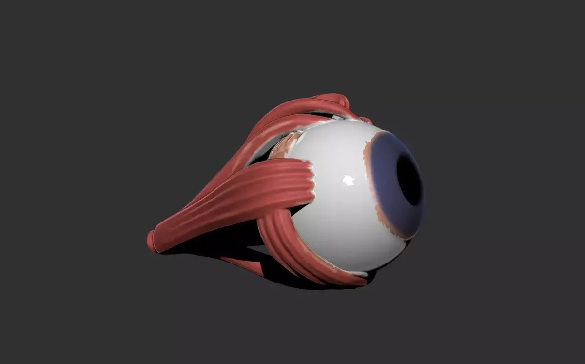eye human anatomy organ 3D print model