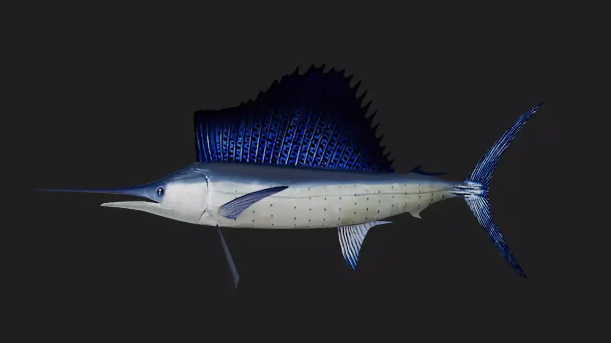 Sailfish Low-poly 3D model