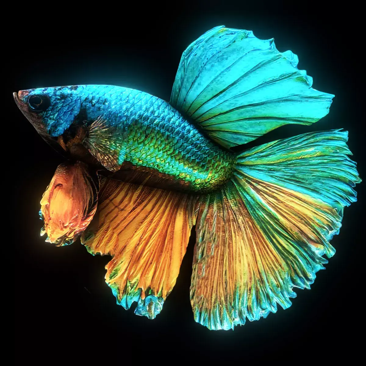 BETTA SPLENDENS Low-poly 3D model purchase