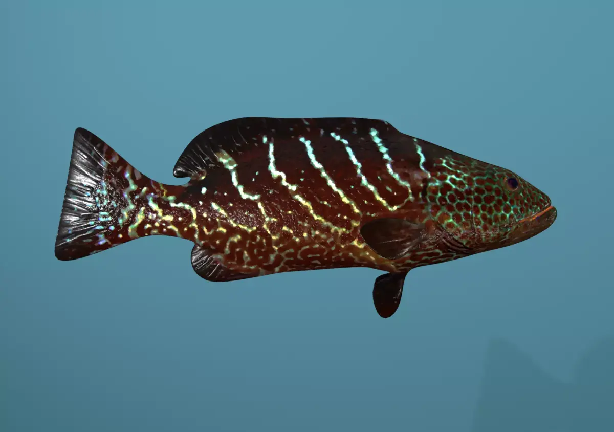 Tiger Grouper Low-poly 3D model