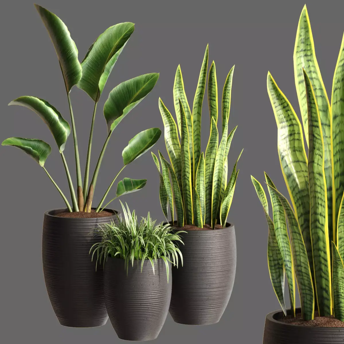 Plant Collection Rpm 05 3D model