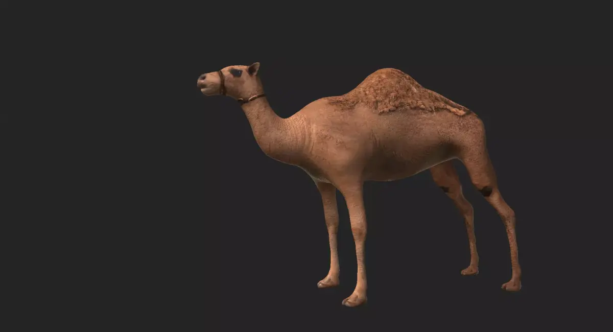 Camel Low-poly 3D model get