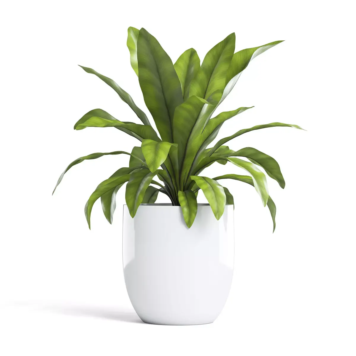 Birds Nest Fern Plant 3D model